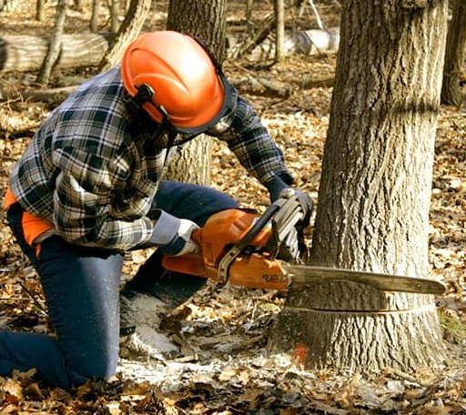 Tree Removal in Hyde Park, VT